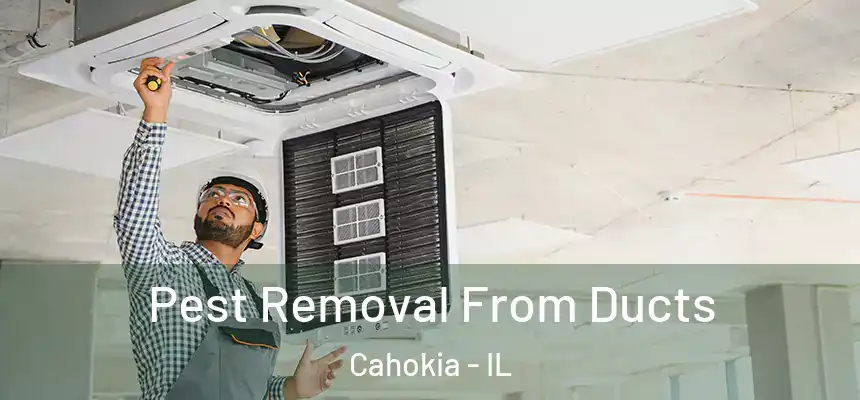  Pest Removal From Ducts Cahokia - IL